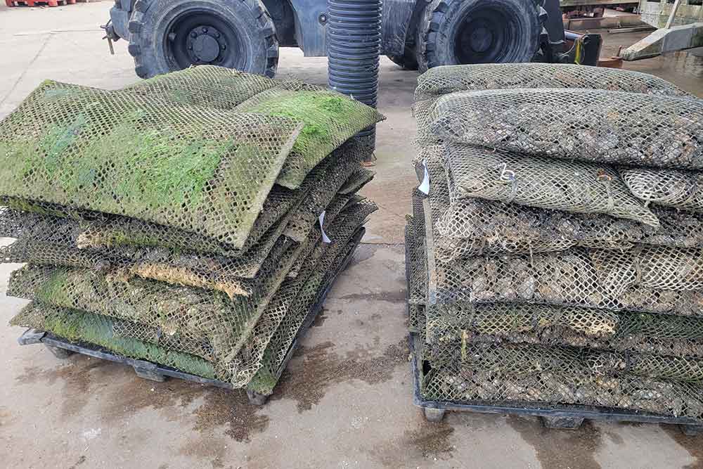 Des huitres Hélie attendent d’être remise à l’eau pour poursuivre leur croissance avec de nouveaux oligo-éléments.