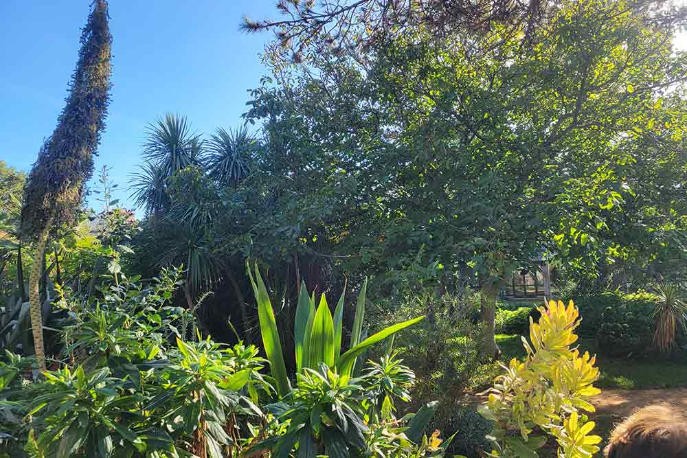 Tatihou - Les jardins d’acclimatation du lazaret offrent une végétation luxuriante.