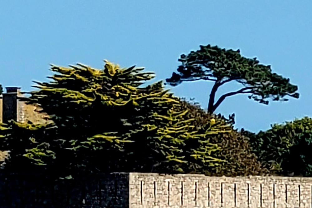 Les pins dominent le lazaret.